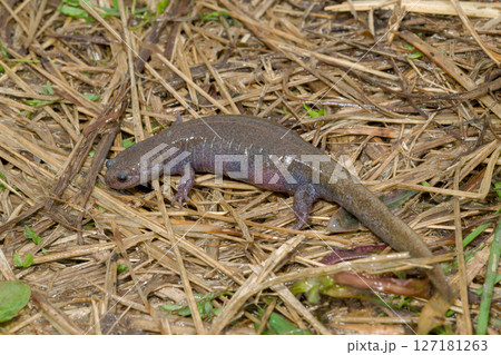 産卵池近くで見つけたトウキョウサンショウウオの雌 127181263