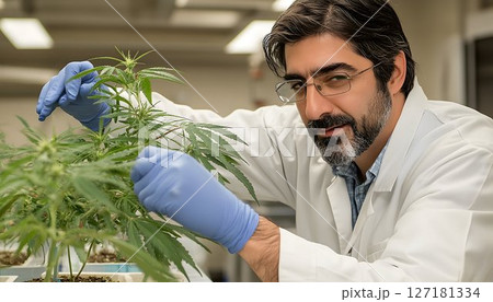 Scientist Examining Cannabis Plant in Laboratory, Wearing Gloves 127181334