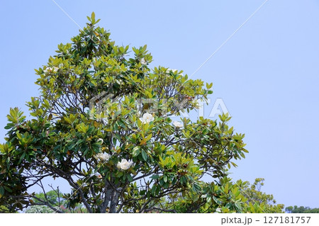 タイサンボクの花 タイサンボクの花 127181757