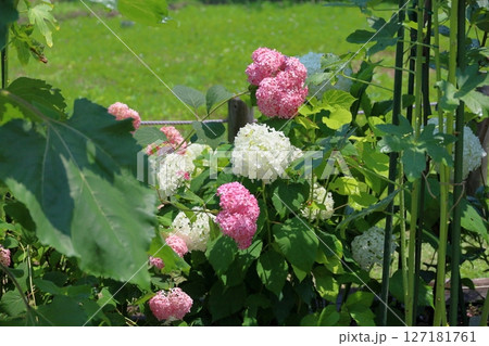 爽やか　アナベルの花 127181761
