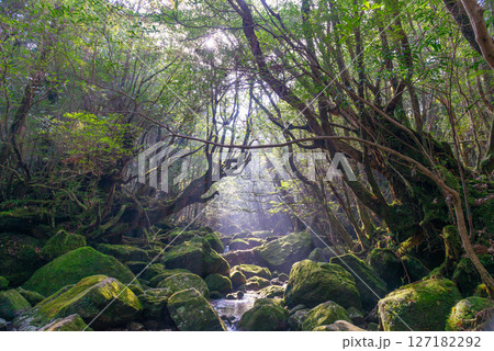 屋久島白谷雲水峡 木漏れ日と神が宿る谷(1月 屋久島白谷雲水峡 木漏れ日と神が宿る谷(1月 127182292