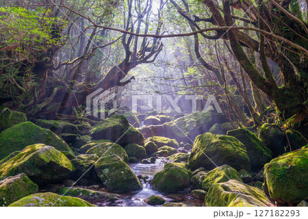 屋久島白谷雲水峡　木漏れ日と神が宿る谷(1月 127182293