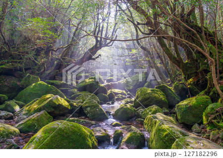 屋久島白谷雲水峡 木漏れ日と神が宿る谷(1月 屋久島白谷雲水峡 木漏れ日と神が宿る谷(1月 127182296