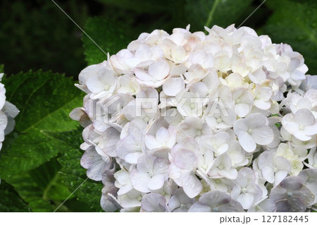 雨に濡れた白い紫陽花アップ 127182445