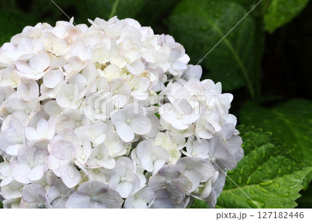 雨に濡れた白い紫陽花アップ 127182446