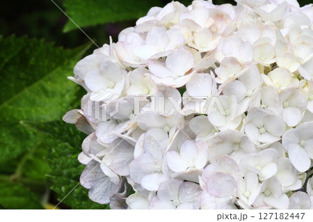 雨に濡れた白い紫陽花アップ 雨に濡れた白い紫陽花アップ 127182447