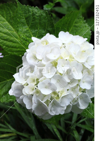 雨に濡れた白い紫陽花アップ 雨に濡れた白い紫陽花アップ 127182451