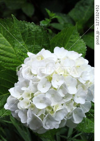 雨に濡れた白い紫陽花アップ 127182452