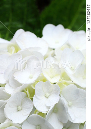 雨に濡れた白い紫陽花アップ 127182457