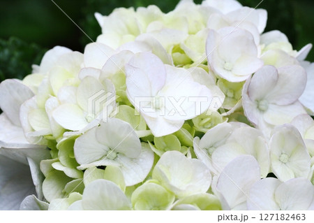 雨に濡れた白い紫陽花アップ 雨に濡れた白い紫陽花アップ 127182463