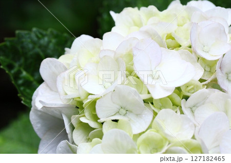 雨に濡れた白い紫陽花アップ 127182465