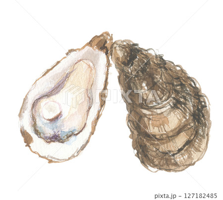 水彩で描いた牡蠣　ボレイ　牡蛎 127182485