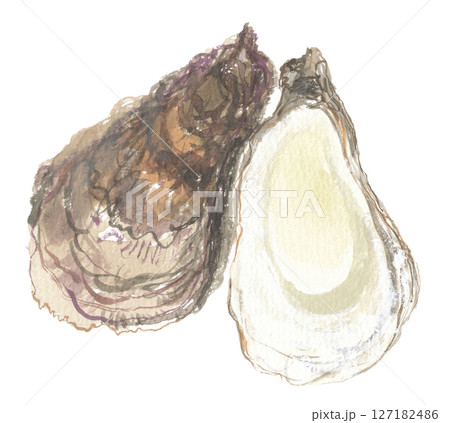 水彩で描いた牡蠣　ボレイ　牡蛎 127182486