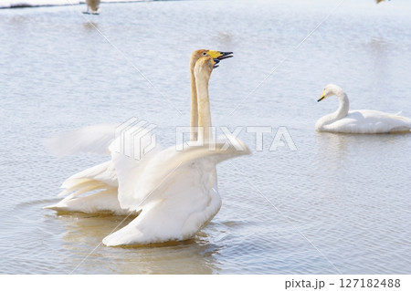 北海道の春に訪れ鳴き交わすハクチョウ 北海道の春に訪れ鳴き交わすハクチョウ 127182488