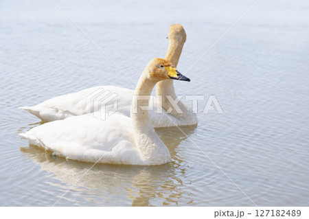 北海道の春に訪れるハクチョウ 北海道の春に訪れるハクチョウ 127182489