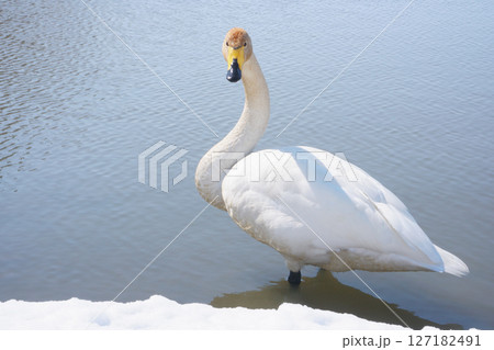 北海道の春に訪れるハクチョウ 127182491