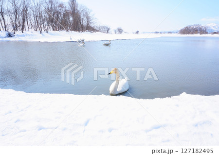 北海道の春に訪れるハクチョウ 北海道の春に訪れるハクチョウ 127182495