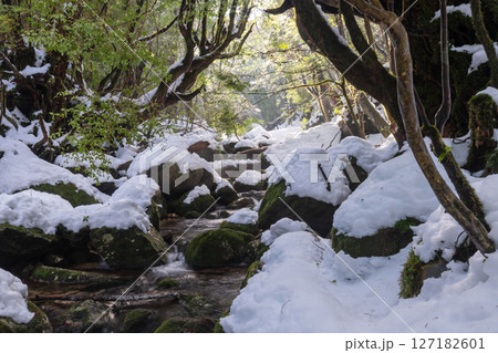 屋久島白谷雲水峡 木漏れ日と極寒の谷(冬 屋久島白谷雲水峡 木漏れ日と極寒の谷(冬 127182601