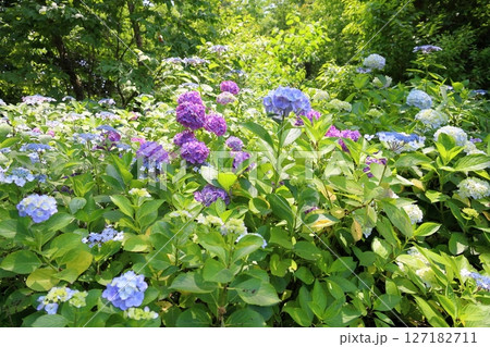 爽やか アジサイの花 爽やか アジサイの花 127182711