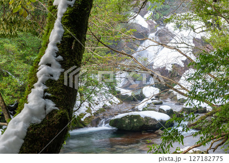 屋久島白谷雲水峡の森(1月)極寒の神が住む渓流渓谷 127182775