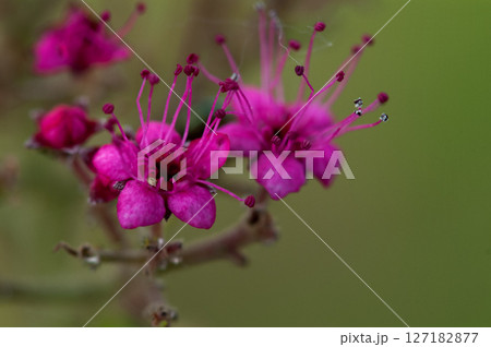 信濃川・やすらぎ堤の下野の花 信濃川・やすらぎ堤の下野の花 127182877