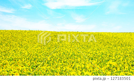 青空とひまわり畑の爽やかな夏の北海道の風景 127183501