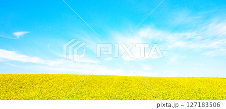 青空とひまわり畑の爽やかな夏の北海道の風景 127183506