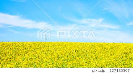 青空とひまわり畑の爽やかな夏の北海道の風景 127183507