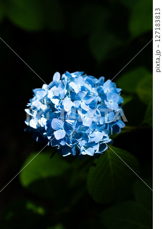 紫陽花 アジサイ 梅雨 紫陽花 アジサイ 梅雨 127183813