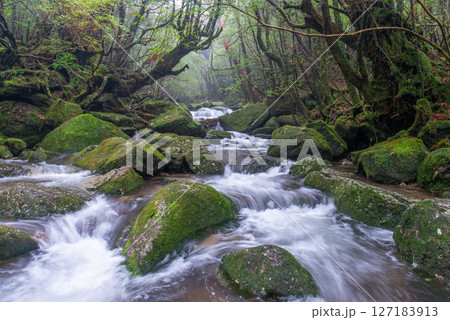 屋久島白谷雲水峡　霧が漂う神が宿る谷(2月 127183913