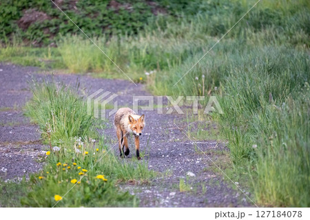 野生動物素材　キツネ 127184078