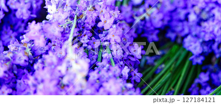 綺麗な紫色の束ねたラベンダーの花 綺麗な紫色の束ねたラベンダーの花 127184121