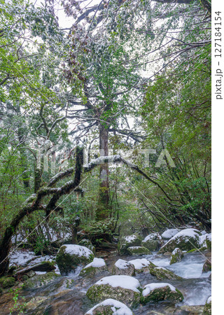 屋久島白谷雲水峡　極寒の神が宿る谷(2月 127184154
