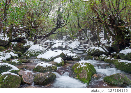 屋久島白谷雲水峡 極寒の神が宿る谷(2月 屋久島白谷雲水峡 極寒の神が宿る谷(2月 127184156