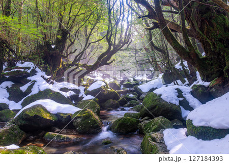 屋久島白谷雲水峡　木漏れ日と極寒の谷(2月 127184393