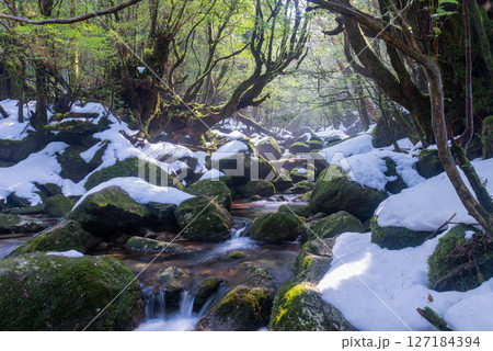 屋久島白谷雲水峡　木漏れ日と極寒の谷(2月 127184394