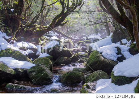 屋久島白谷雲水峡　木漏れ日と極寒の谷(2月 127184395