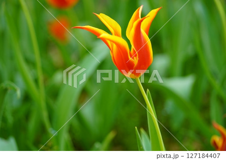 チューリップ ～横浜公園～ 127184407