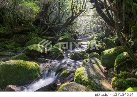 屋久島白谷雲水峡　木漏れ日と神が宿る谷(2月 127184514