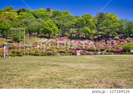 ツツジがきれいな西山公園 127184526