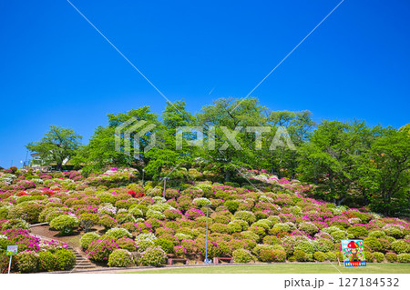 ツツジがきれいな西山公園 127184532