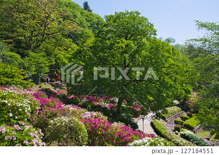 ツツジがきれいな西山公園 127184551