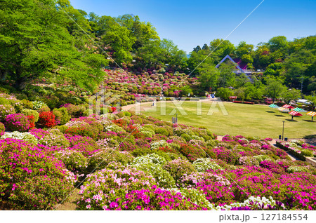 ツツジがきれいな西山公園 127184554
