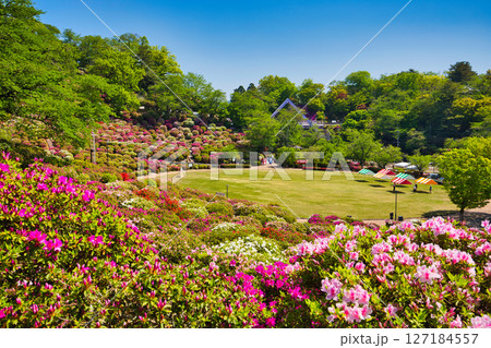ツツジがきれいな西山公園 127184557