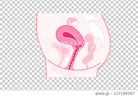 女性の生殖器の構造（横から） 127184587