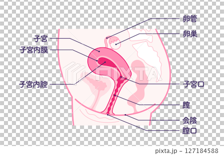 女性生殖系統解剖圖（側面視圖，附名稱和文字） 127184588