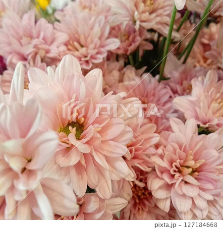 Pink Crysanthemum Flower Pink Crysanthemum Flower 127184668