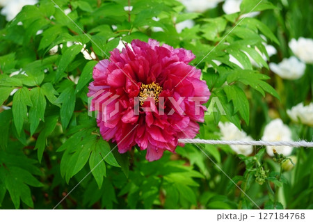 ボタン ボタン 127184768