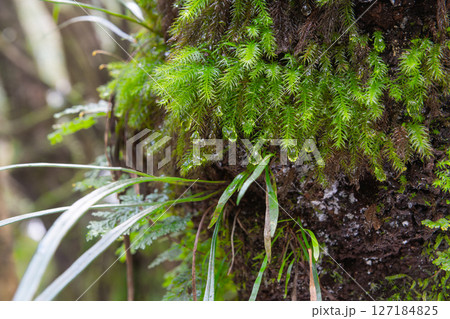 屋久島白谷雲水峡　苔が日本一きれいな森(2月 127184825