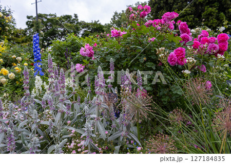 薔薇やデルフィニュームのイングリッシュガーデン　横浜の港の見える丘公園 127184835